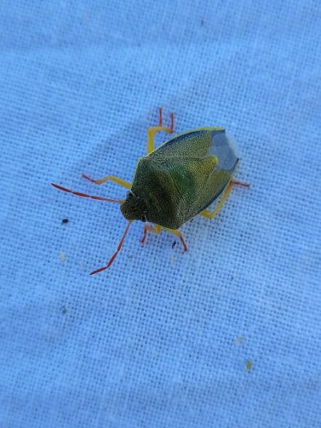 Piezodorus lituratus  - Thomas Lux