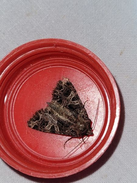 Sideridis rivularis  - Thomas Lux