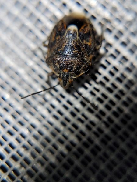 Holcogaster fibulata  - Thomas Lux