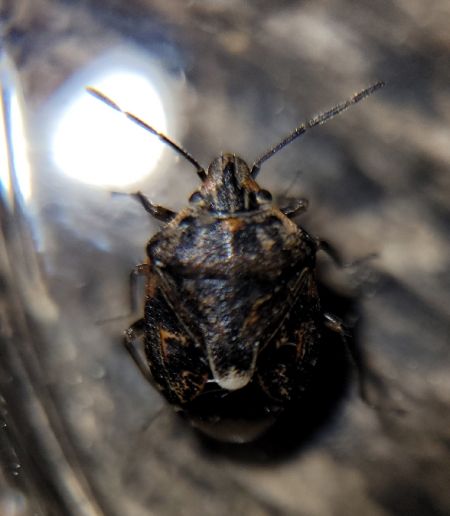 Holcogaster fibulata  - Thomas Lux