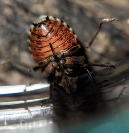 Holcogaster fibulata  - Thomas Lux