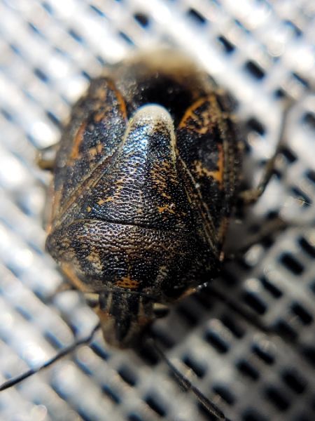 Holcogaster fibulata  - Thomas Lux