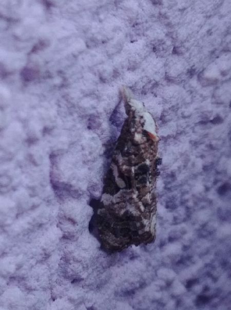 Phtheochroa rugosana 