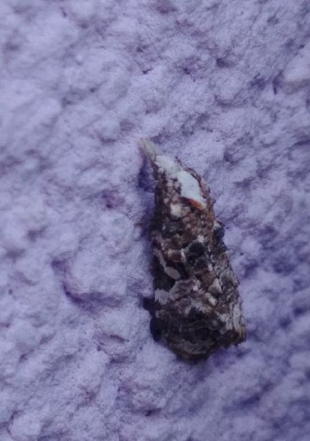 Phtheochroa rugosana 