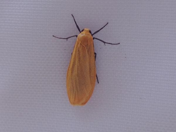 Manteau jaune 