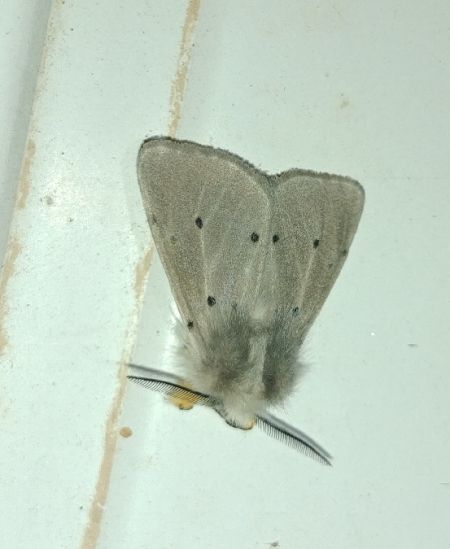 Diaphora mendica 