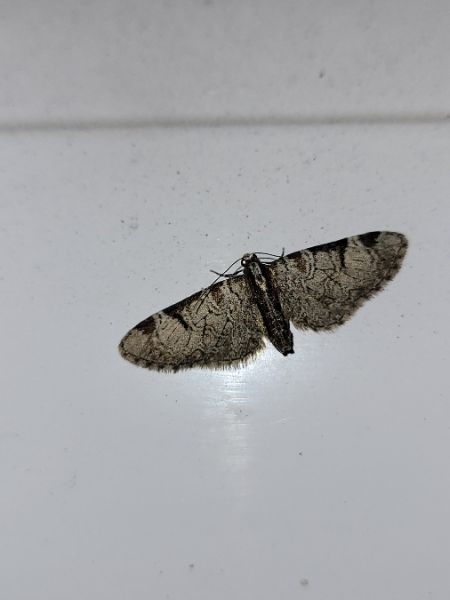 Eupithecia insigniata  - Thomas Lux
