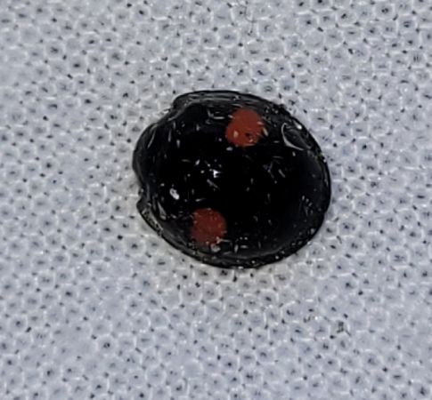 Chilocorus renipustulatus  - Thomas Lux