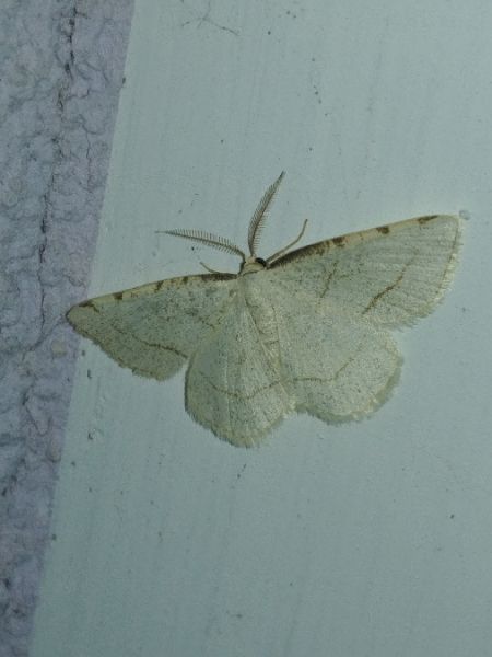 Stegania trimaculata 