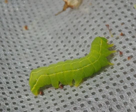 Asteroscopus sphinx 