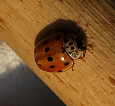 Coccinelle à dix points  - Thomas Lux