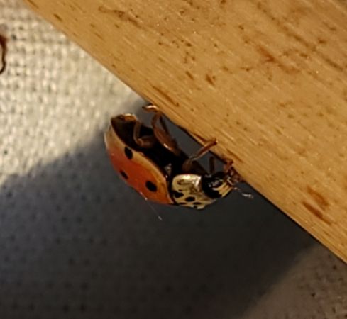 Coccinelle à dix points  - Thomas Lux