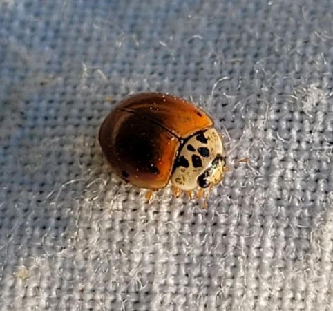 Coccinelle à dix points  - Thomas Lux