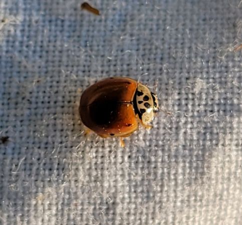 Coccinelle à dix points  - Thomas Lux