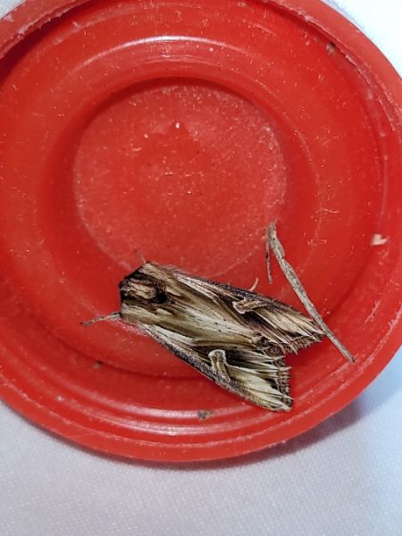Actinotia polyodon  - Thomas Lux