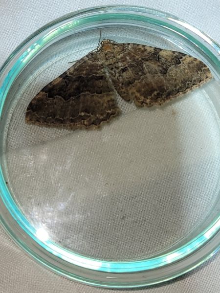 Hydria cervinalis  - Thomas Lux