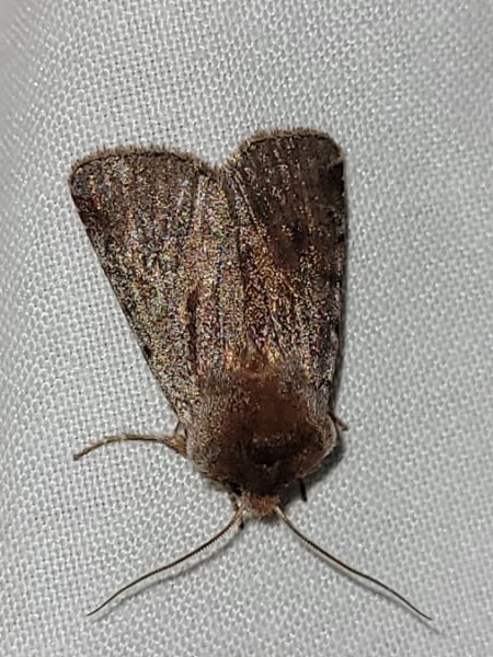 Cerastis rubricosa  - Thomas Lux