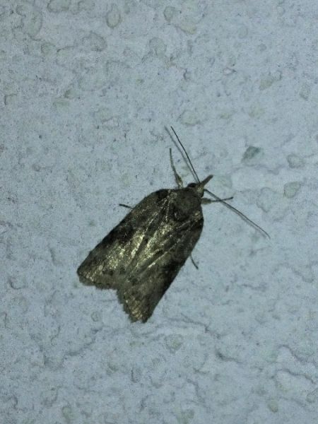 Nycteola revayana 