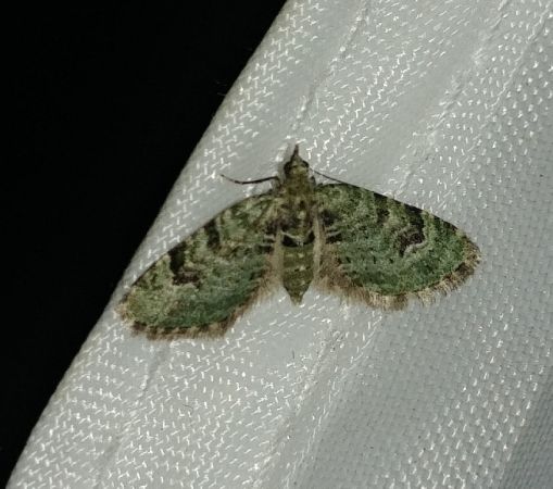 Eupithécie couronnée 