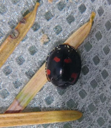 Exochomus quadripustulatus 