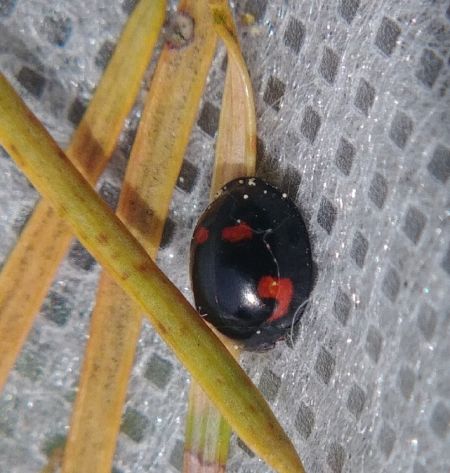 Exochomus quadripustulatus 