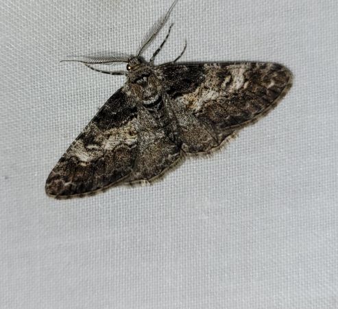 Cleora cinctaria  - Thomas Lux
