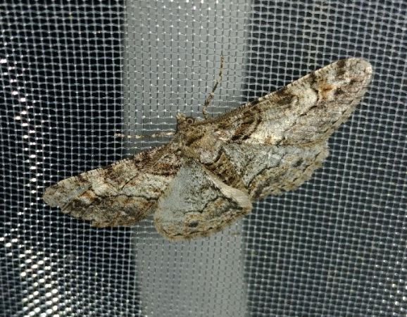 Cleora cinctaria 