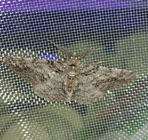 Cleora cinctaria 