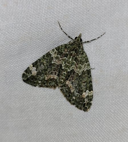 Chloroclysta siterata  - Thomas Lux