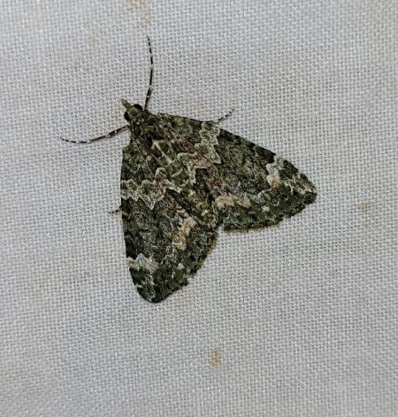 Chloroclysta siterata  - Thomas Lux
