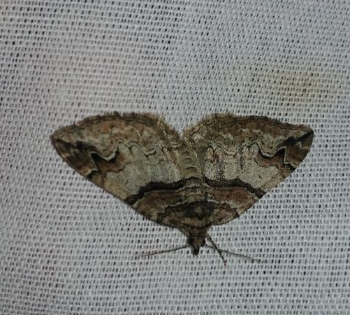 Anticlea derivata 