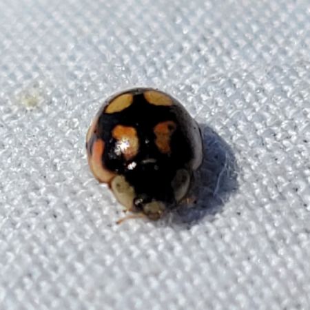 Coccinelle à dix points  - Thomas Lux