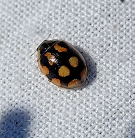 Coccinelle à dix points  - Thomas Lux