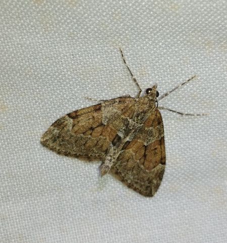 Thera britannica 