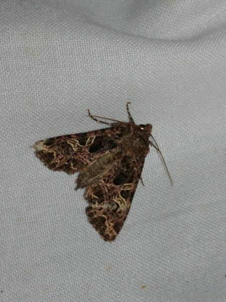 Sideridis rivularis 