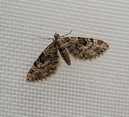 Eupithecia tantillaria  - Thomas Lux