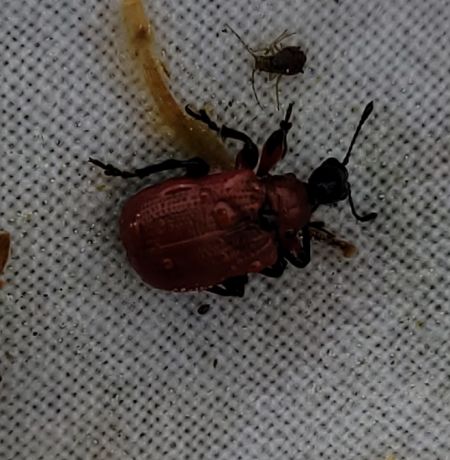 Apoderus coryli  - Thomas Lux