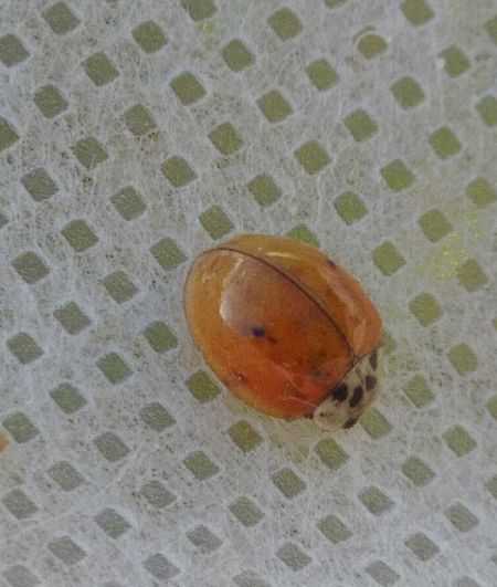 Coccinelle à dix points 