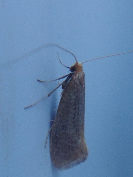 Nematopogon indéterminé 
