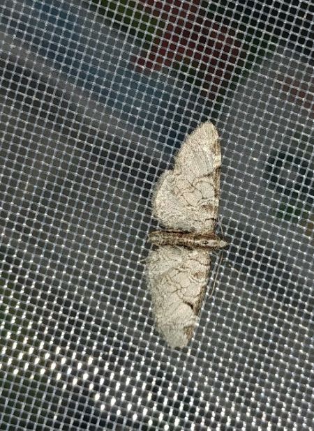 Eupithecia insigniata 