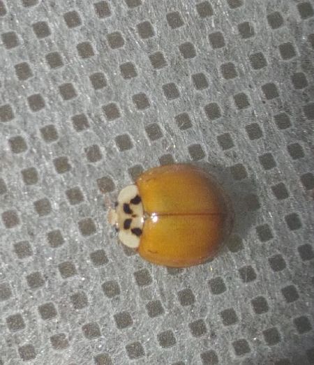 Coccinelle asiatique 