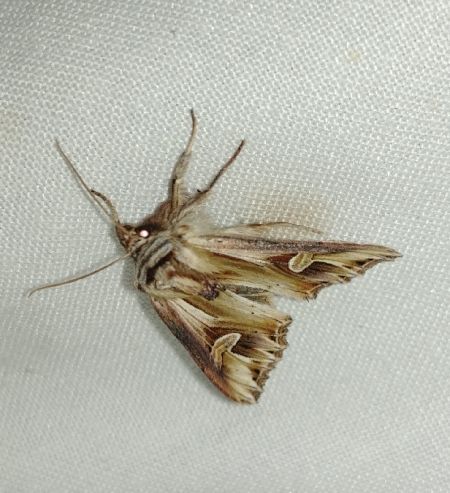 Actinotia polyodon 