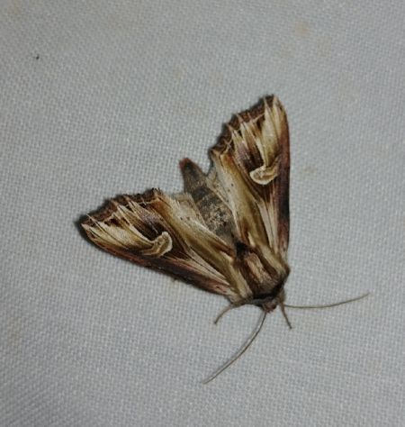 Actinotia polyodon 