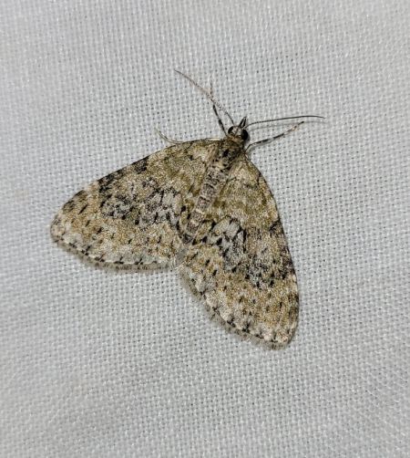 Acasis viretata  - Thomas Lux