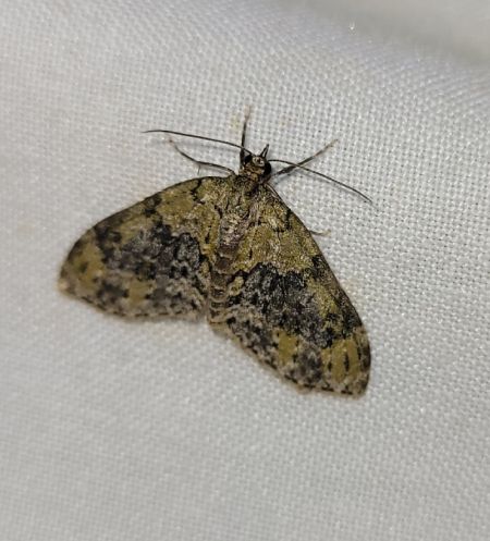 Acasis viretata  - Thomas Lux