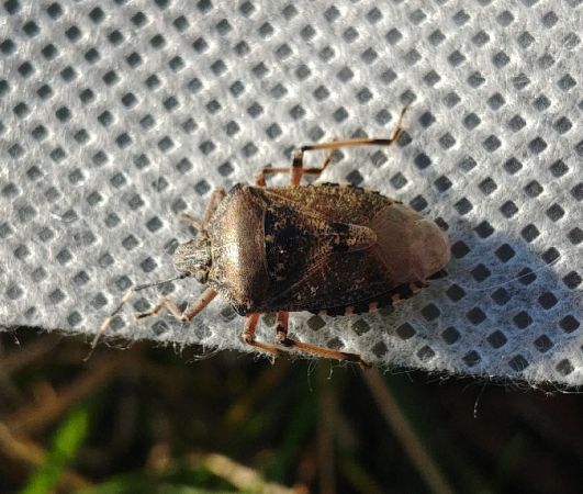 Rhaphigaster nebulosa 