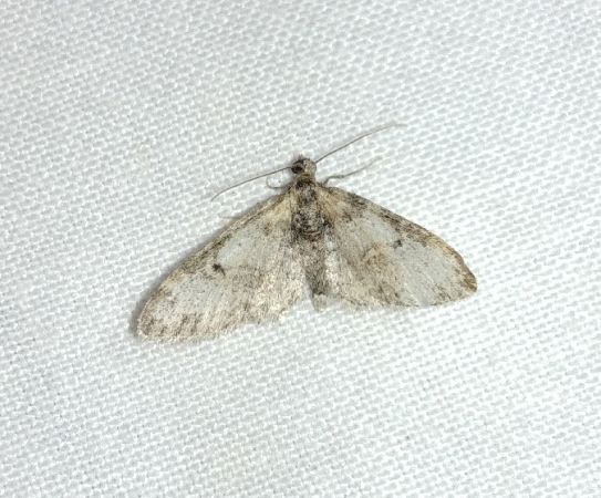 Eupithecia irriguata 