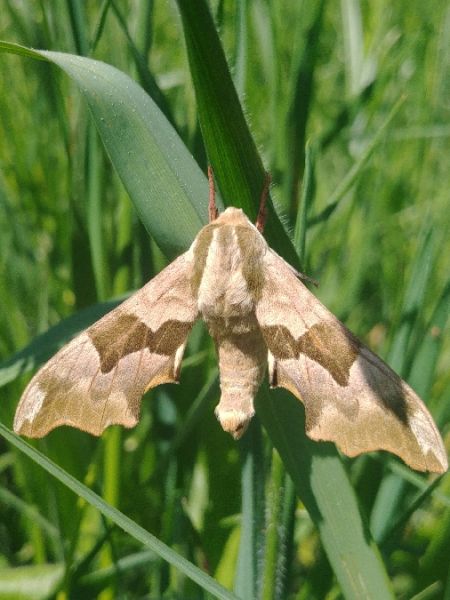 Sphinx du tilleul 