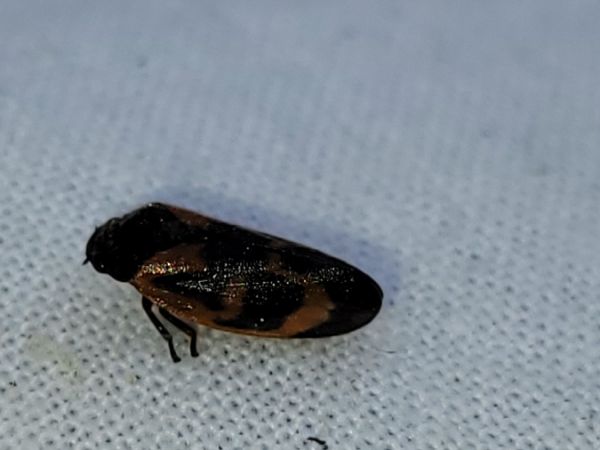 Haematoloma dorsata  - Thomas Lux