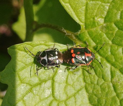Eurydema oleracea 